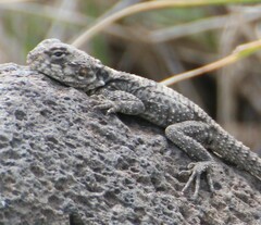Laudakia vulgaris