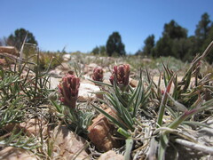 Castilleja cinerea