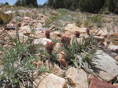 Castilleja cinerea