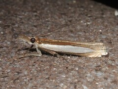 Crambus leachellus
