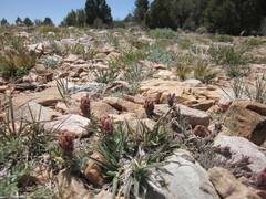 Castilleja cinerea