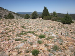 Castilleja cinerea