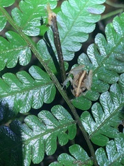 Pristimantis trachyblepharis