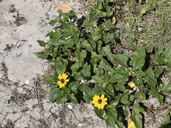 Helianthus debilis