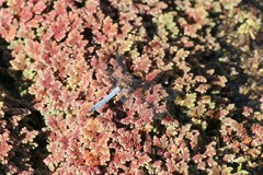 Erythrodiplax atroterminata