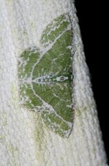 Eucyclodes insperata