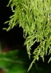 Thamnobryum alopecurum