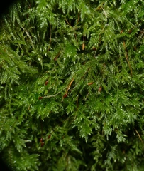 Pseudisothecium myosuroides