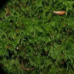 Pseudisothecium myosuroides