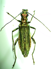 Oedemera nobilis