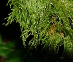 Thamnobryum alopecurum
