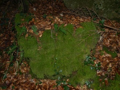 Pseudisothecium myosuroides