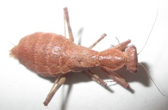 Ligaria