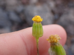 Senecio glaucus subsp. coronopifolius image