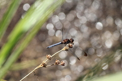 Erythrodiplax atroterminata