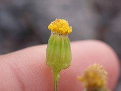 Senecio glaucus subsp. coronopifolius image