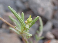 Senecio glaucus subsp. coronopifolius image