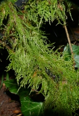 Thamnobryum alopecurum
