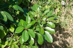 Tabebuia heterophylla