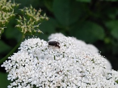 Grammoptera ruficornis