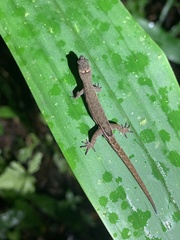 Lepidoblepharis festae
