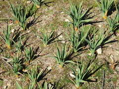 Asphodelus albus