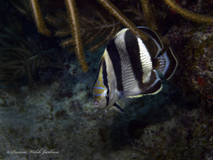 Chaetodon striatus