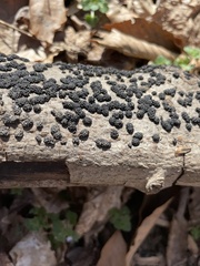 Jackrogersella cohaerens