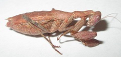 Ligaria