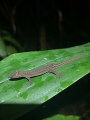 Lepidoblepharis festae
