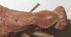 Ligaria