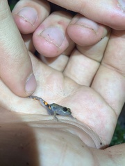 Pristimantis ventrimarmoratus