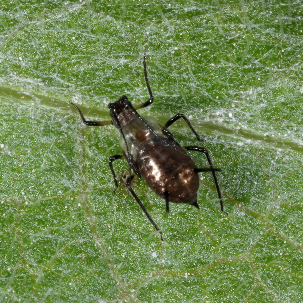 Large Knapweed Aphid