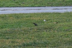 Fringilla coelebs