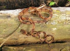 Imantodes lentiferus