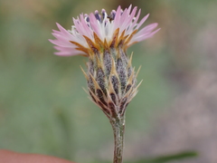 Volutaria canariensis image