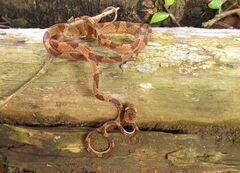 Imantodes lentiferus