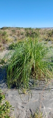 Cortaderia jubata