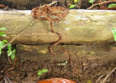 Imantodes lentiferus