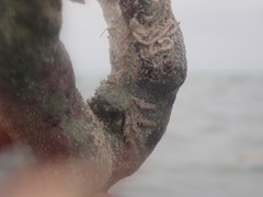 Mithraculus sculptus