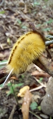 Pygarctia roseicapitis