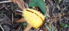 Pygarctia roseicapitis
