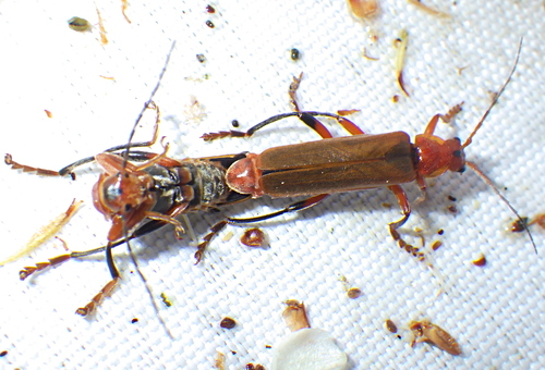 Juodablauzdis Minkštavabalis nuotrauka