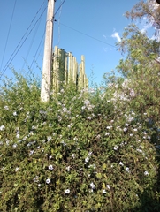 Lophocereus marginatus