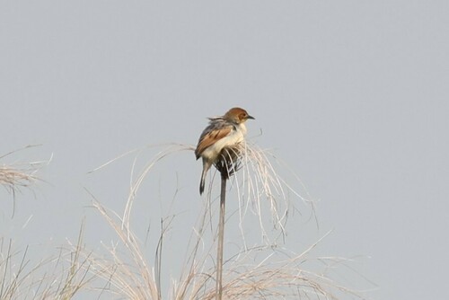 Winding Cisticola (Cisticola marginatus), photo 10