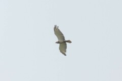 Circaetus beaudouini