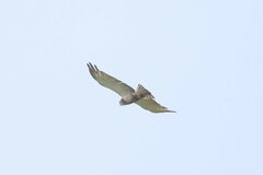 Circaetus beaudouini