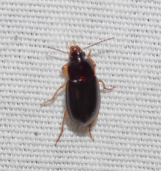 Notiobia