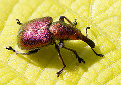 Rhynchites auratus