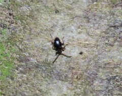 Ptinus